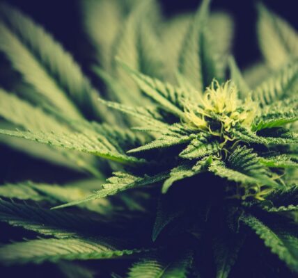 Best Weed Strains for Anxiety