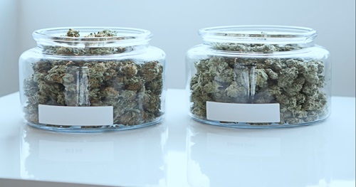 Buy Bulk Weed Online in Canada